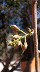 Coursetia glandulosa