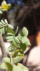 Coursetia glandulosa