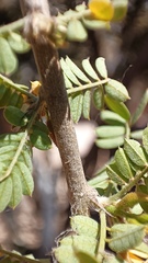 Coursetia glandulosa