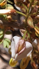 Coursetia glandulosa