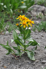 Senecio crassulus