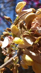 Coursetia glandulosa