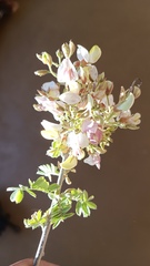 Coursetia glandulosa