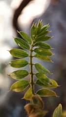 Coursetia glandulosa