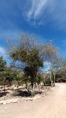 Coursetia glandulosa