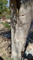 Coursetia glandulosa