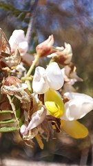 Coursetia glandulosa