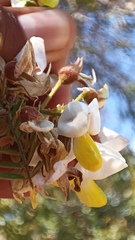 Coursetia glandulosa