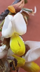 Coursetia glandulosa