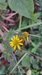 Tilesia baccata
