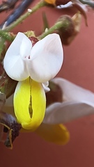 Coursetia glandulosa