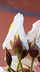 Coursetia glandulosa