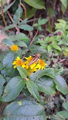 Tilesia baccata