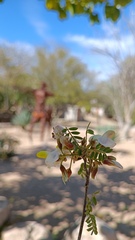 Coursetia glandulosa