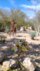 Coursetia glandulosa