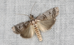 Cryptoblabes euraphella