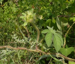 Ipomoea pes-tigridis