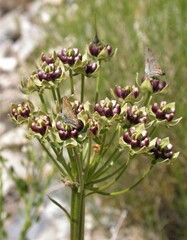 Asclepias asperula