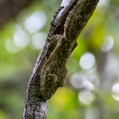 Uroplatus
