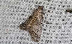 Cryptoblabes euraphella