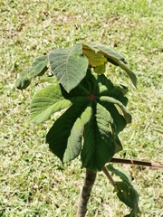 Cecropia telenitida