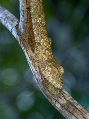 Uroplatus