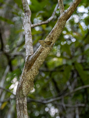 Uroplatus