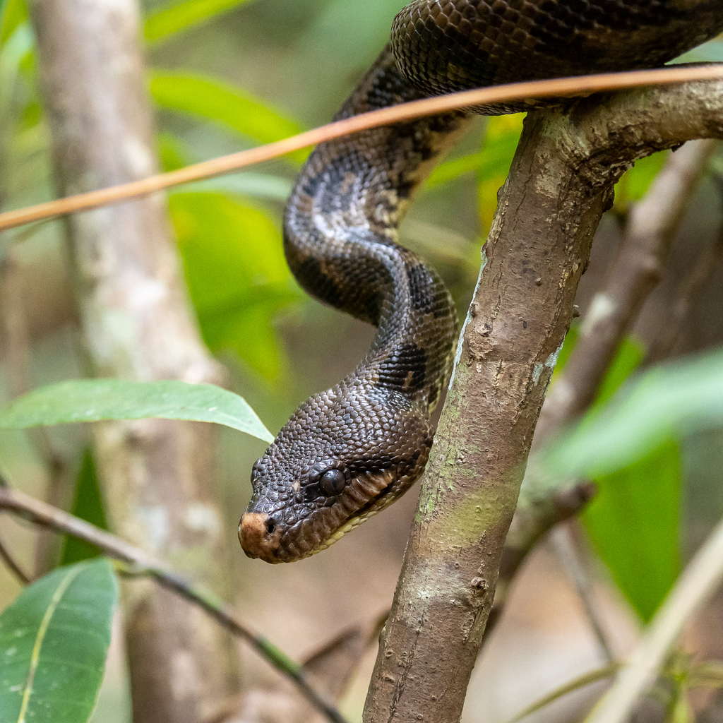 Nosy Komba boa