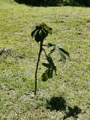 Cecropia telenitida
