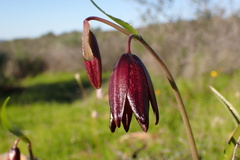 Fritillaria biflora