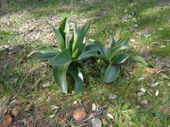 Himantoglossum robertianum