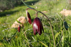 Fritillaria biflora
