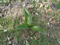 Himantoglossum robertianum