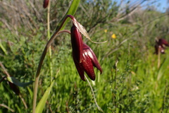Fritillaria biflora