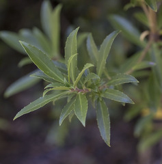 Maytenus magellanica