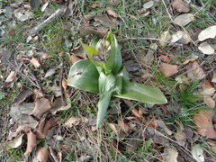 Himantoglossum robertianum