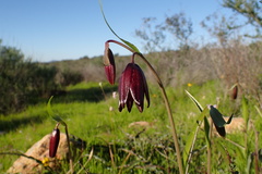 Fritillaria biflora