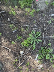 Eucrypta chrysanthemifolia