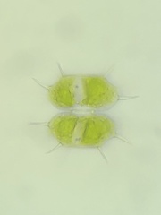 Xanthidium antilopaeum