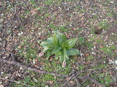 Himantoglossum robertianum