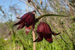 Fritillaria biflora
