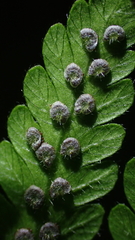 Trigonospora tenera