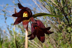 Fritillaria biflora