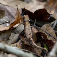 Brookesia stumpffi