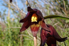 Fritillaria biflora