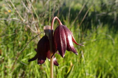 Fritillaria biflora