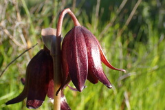 Fritillaria biflora