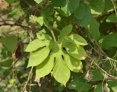 Ipomoea pes-tigridis