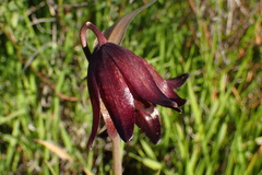 Fritillaria biflora
