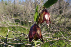 Fritillaria biflora